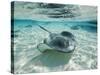 Southern Stingrays Swimming at Stingray City-Paul Souders-Stretched Canvas