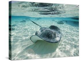 Southern Stingrays Swimming at Stingray City-Paul Souders-Stretched Canvas