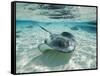 Southern Stingrays Swimming at Stingray City-Paul Souders-Framed Stretched Canvas