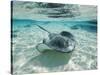 Southern Stingrays Swimming at Stingray City-Paul Souders-Stretched Canvas