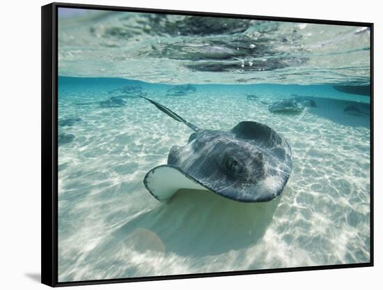 Southern Stingrays Swimming at Stingray City-Paul Souders-Framed Stretched Canvas