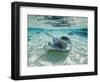 Southern Stingrays Swimming at Stingray City-Paul Souders-Framed Premium Photographic Print