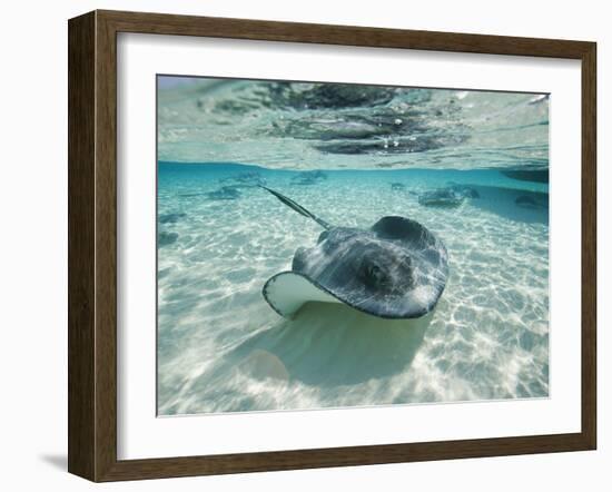 Southern Stingrays Swimming at Stingray City-Paul Souders-Framed Premium Photographic Print