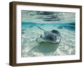 Southern Stingrays Swimming at Stingray City-Paul Souders-Framed Premium Photographic Print