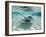 Southern Stingrays Swimming at Stingray City-Paul Souders-Framed Premium Photographic Print