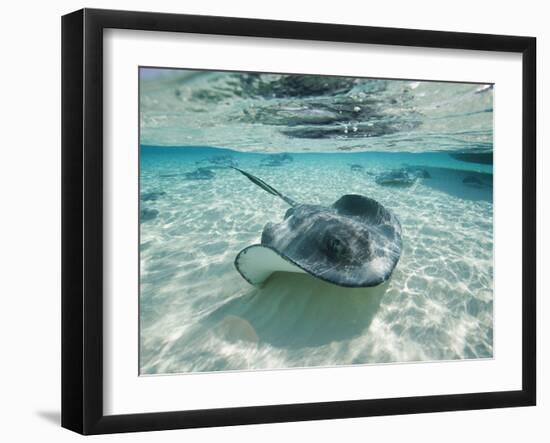 Southern Stingrays Swimming at Stingray City-Paul Souders-Framed Premium Photographic Print