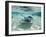 Southern Stingrays Swimming at Stingray City-Paul Souders-Framed Premium Photographic Print