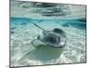 Southern Stingrays Swimming at Stingray City-Paul Souders-Mounted Premium Photographic Print