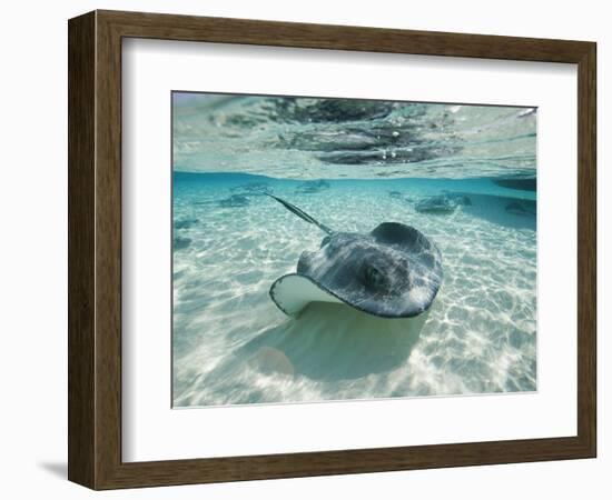 Southern Stingrays Swimming at Stingray City-Paul Souders-Framed Photographic Print