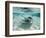 Southern Stingrays Swimming at Stingray City-Paul Souders-Framed Photographic Print