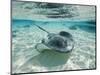Southern Stingrays Swimming at Stingray City-Paul Souders-Mounted Photographic Print