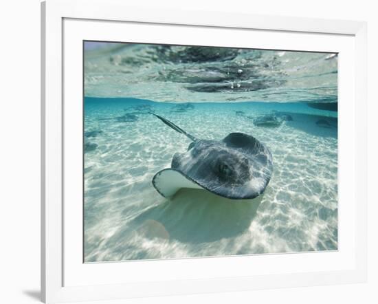 Southern Stingrays Swimming at Stingray City-Paul Souders-Framed Photographic Print