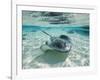 Southern Stingrays Swimming at Stingray City-Paul Souders-Framed Photographic Print