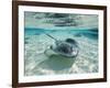 Southern Stingrays Swimming at Stingray City-Paul Souders-Framed Photographic Print