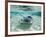 Southern Stingrays Swimming at Stingray City-Paul Souders-Framed Photographic Print