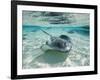 Southern Stingrays Swimming at Stingray City-Paul Souders-Framed Photographic Print