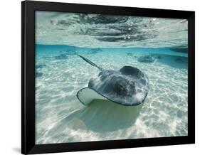 Southern Stingrays Swimming at Stingray City-Paul Souders-Framed Photographic Print