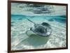 Southern Stingrays Swimming at Stingray City-Paul Souders-Framed Photographic Print