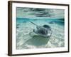 Southern Stingrays Swimming at Stingray City-Paul Souders-Framed Photographic Print