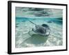 Southern Stingrays Swimming at Stingray City-Paul Souders-Framed Photographic Print