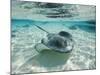 Southern Stingrays Swimming at Stingray City-Paul Souders-Mounted Photographic Print