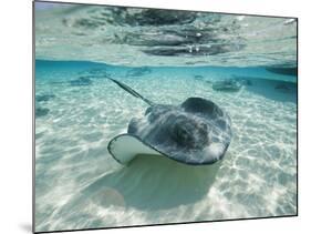 Southern Stingrays Swimming at Stingray City-Paul Souders-Mounted Photographic Print