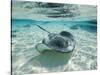 Southern Stingrays Swimming at Stingray City-Paul Souders-Stretched Canvas