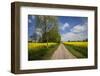 Southern Sweden, Boste lage, country road with yellow flowers, springtime-Walter Bibikow-Framed Photographic Print
