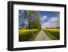 Southern Sweden, Boste lage, country road with yellow flowers, springtime-Walter Bibikow-Framed Photographic Print