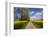 Southern Sweden, Boste lage, country road with yellow flowers, springtime-Walter Bibikow-Framed Photographic Print