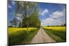 Southern Sweden, Boste lage, country road with yellow flowers, springtime-Walter Bibikow-Mounted Photographic Print