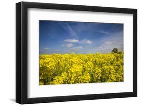 Southern Sweden, Boste lage, filed with yellow flowers, springtime-Walter Bibikow-Framed Photographic Print