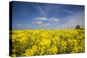 Southern Sweden, Boste lage, filed with yellow flowers, springtime-Walter Bibikow-Stretched Canvas