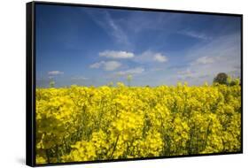 Southern Sweden, Boste lage, filed with yellow flowers, springtime-Walter Bibikow-Framed Stretched Canvas