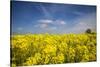 Southern Sweden, Boste lage, filed with yellow flowers, springtime-Walter Bibikow-Stretched Canvas