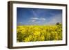 Southern Sweden, Boste lage, filed with yellow flowers, springtime-Walter Bibikow-Framed Photographic Print