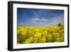 Southern Sweden, Boste lage, filed with yellow flowers, springtime-Walter Bibikow-Framed Photographic Print