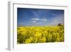 Southern Sweden, Boste lage, filed with yellow flowers, springtime-Walter Bibikow-Framed Photographic Print