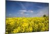 Southern Sweden, Boste lage, filed with yellow flowers, springtime-Walter Bibikow-Mounted Photographic Print