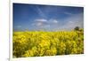 Southern Sweden, Boste lage, filed with yellow flowers, springtime-Walter Bibikow-Framed Photographic Print