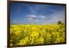 Southern Sweden, Boste lage, filed with yellow flowers, springtime-Walter Bibikow-Framed Photographic Print