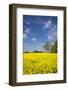 Southern Sweden, Boste lage, filed with yellow flowers, springtime-Walter Bibikow-Framed Photographic Print