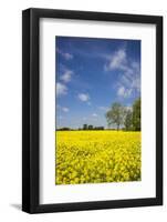 Southern Sweden, Boste lage, filed with yellow flowers, springtime-Walter Bibikow-Framed Photographic Print