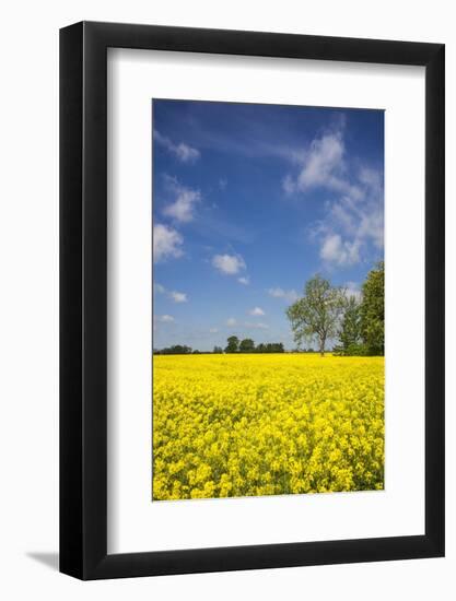 Southern Sweden, Boste lage, filed with yellow flowers, springtime-Walter Bibikow-Framed Photographic Print