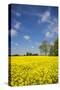 Southern Sweden, Boste lage, filed with yellow flowers, springtime-Walter Bibikow-Stretched Canvas