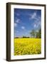 Southern Sweden, Boste lage, filed with yellow flowers, springtime-Walter Bibikow-Framed Photographic Print