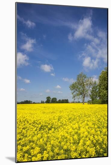Southern Sweden, Boste lage, filed with yellow flowers, springtime-Walter Bibikow-Mounted Photographic Print