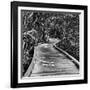 Southern Swing II-null-Framed Photographic Print