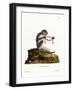 Southern Talapoin-null-Framed Giclee Print