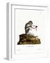 Southern Talapoin-null-Framed Giclee Print